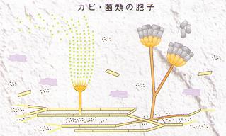 カビ・菌類の胞子 カビ から健康を守る